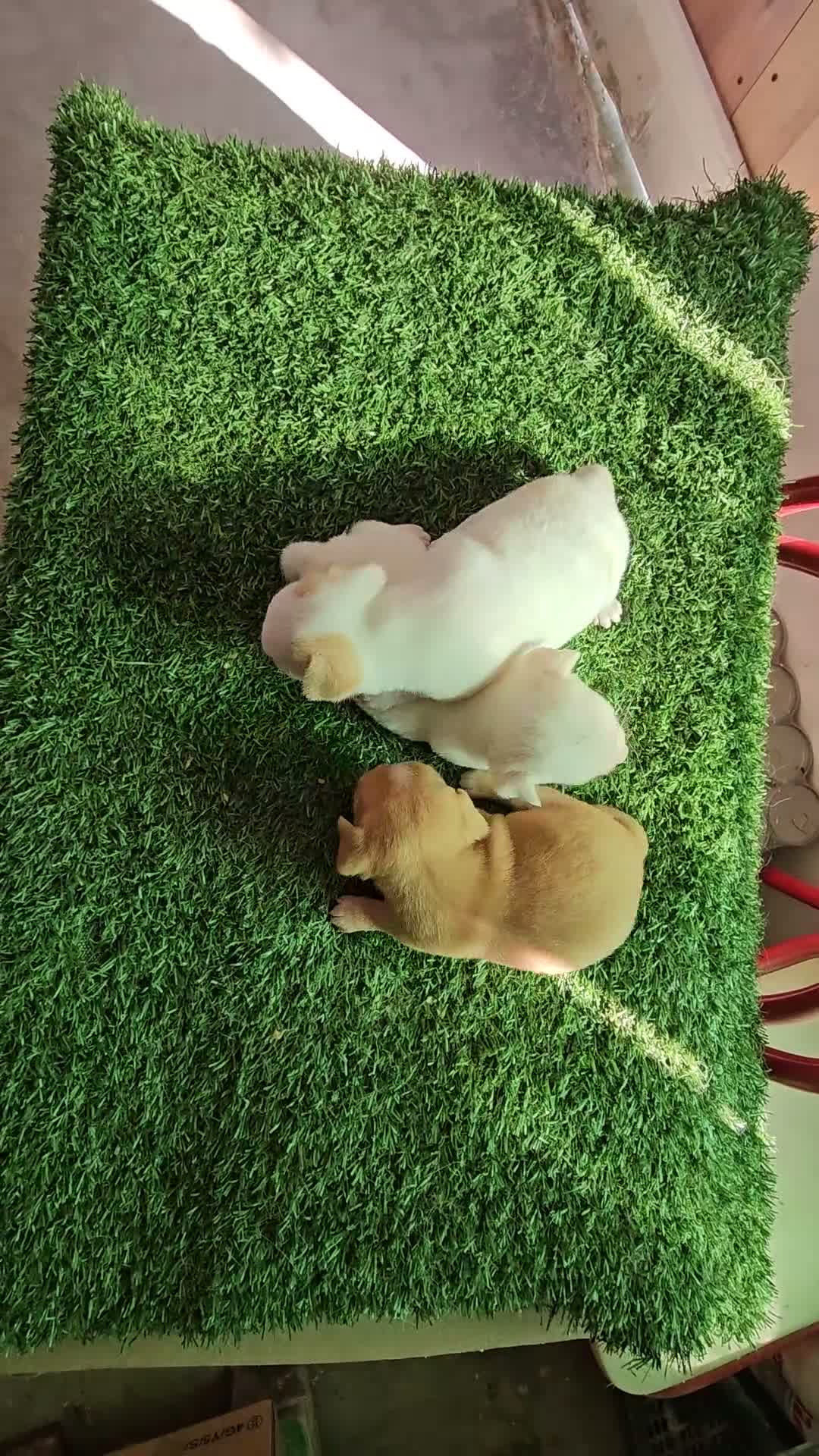 Chihuahua perros en venta: Chihuahuas mini - Video 1
