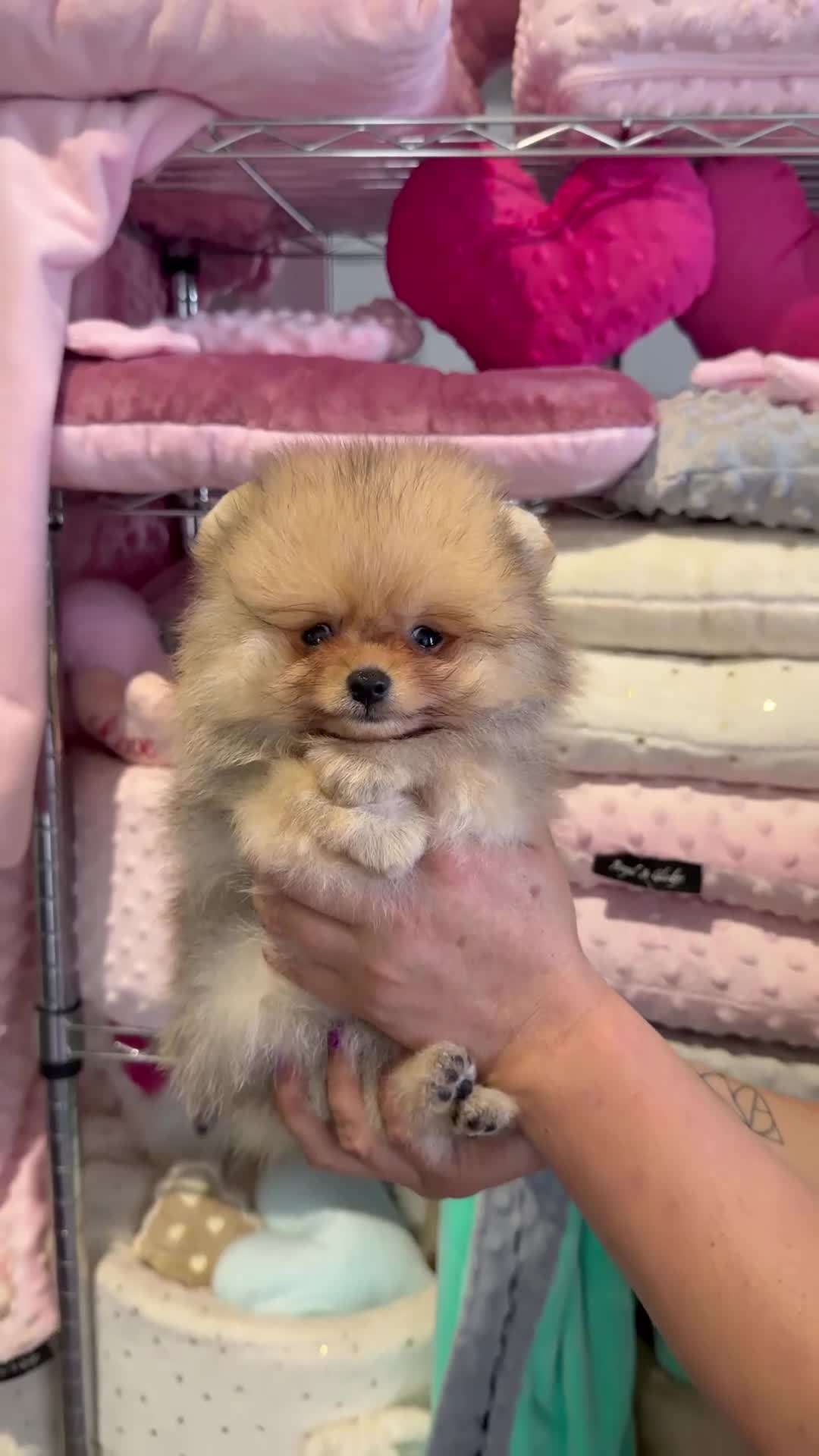 Pomerania perros en venta: Cachorros pomerania de excelente calidad. - Video 3