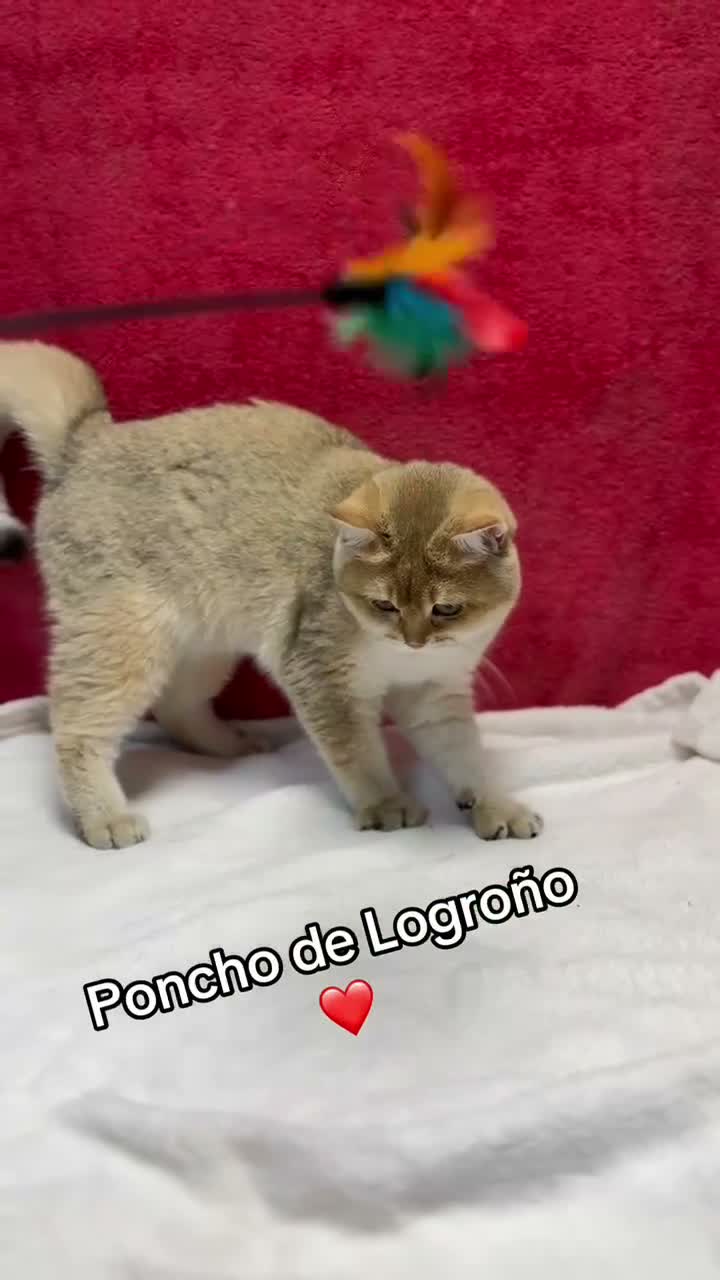 Británico de Pelo Corto gatos en venta: Precioso British Golden dorado - Video 1