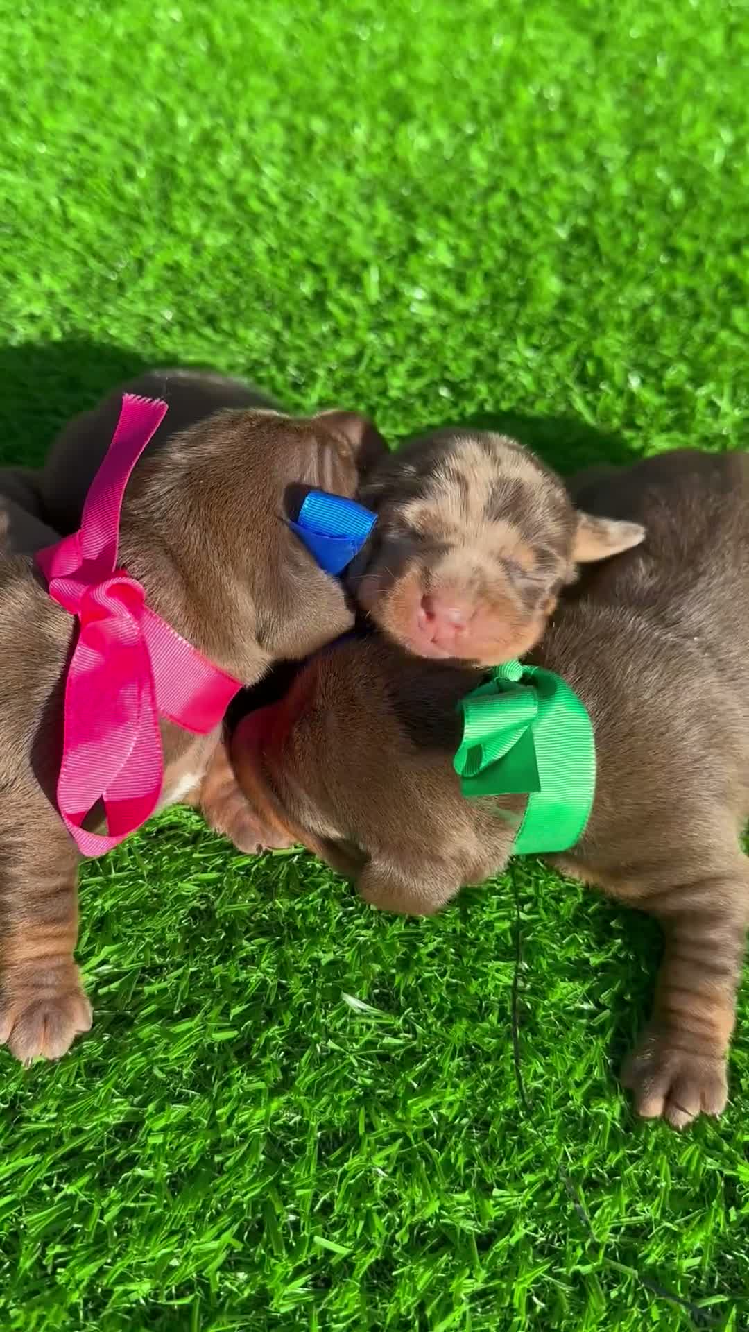 Teckel Miniatura perros en venta: TECKEL MINI  - Video 1