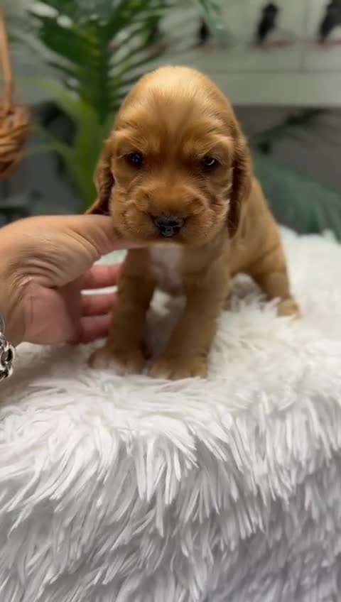 Cocker Spaniel Inglés perros en venta: COCKER HEMBRA  - Video 1