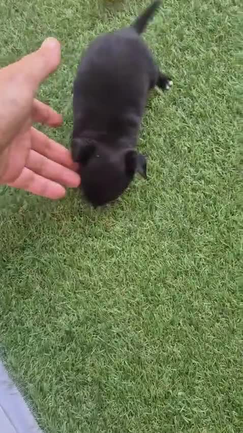 Chihuahua perros en venta: Chihuahua - Video 1