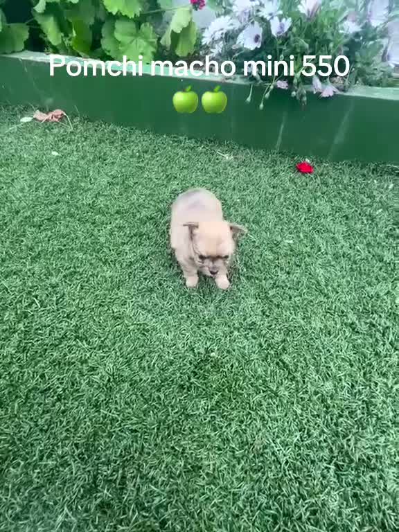 Pomchi perros en venta: Poncho macho merle  - Video 1