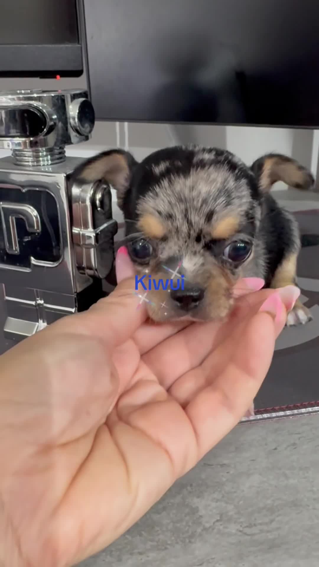 Chihuahua perros en venta: Chihuahua toy - Video 1