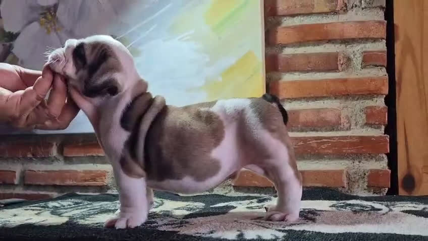 Bulldog Inglés perros en venta: Cachorro bulldog ingles  - Video 4