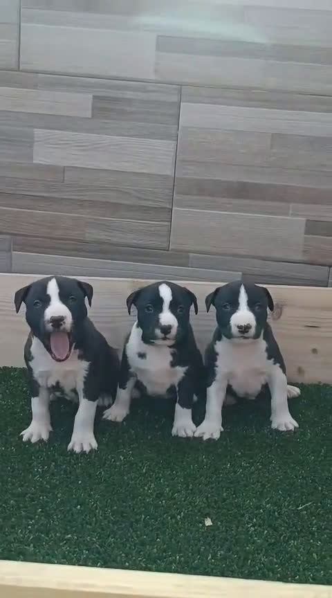 American Staffordshire-Terrier perros en venta: American estanford  - Video 1