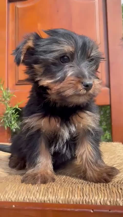 Yorkshire Terrier perros en venta: Machos yorkshire terrier en Madrid - Video 1