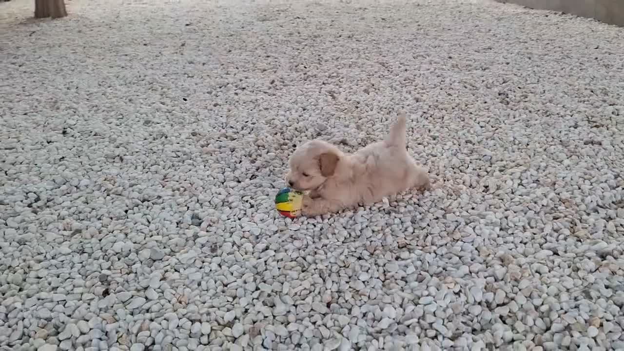 Maltipoo perros en venta: Cachorrito de Maltipoo  - Video 3