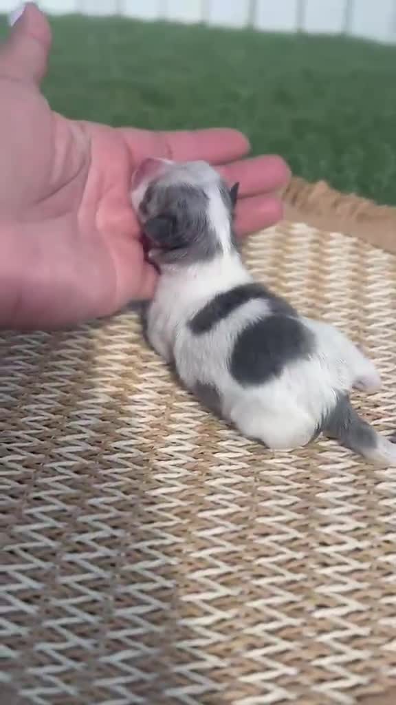 Pomerania perros en venta: POMERANIA 💙 - Video 1
