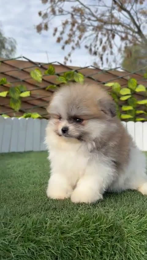 Pomerania perros en venta: POMERANIA HEMBRA - Video 1
