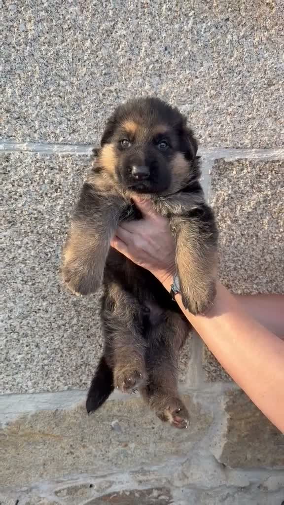 Pastor Alemán perros en venta: Cachorros pastor alemán  - Video 4