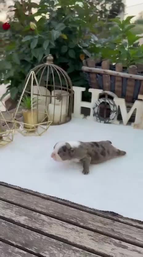 Bulldog Francés perros en venta: Bulldog francés merles  - Video 1