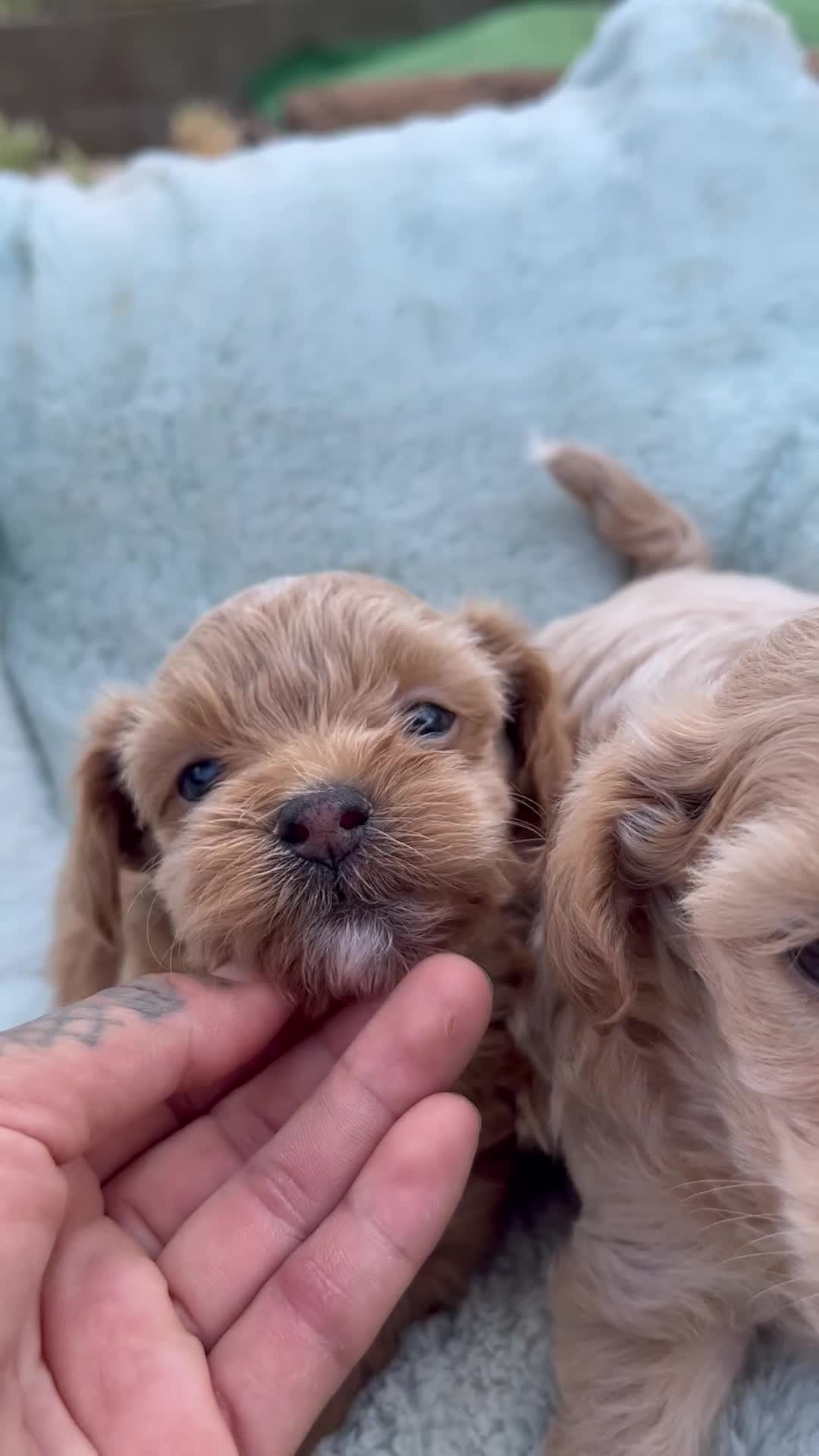 Maltipoo perros en venta: Maltipoo línea Premium 🌟 - Video 1
