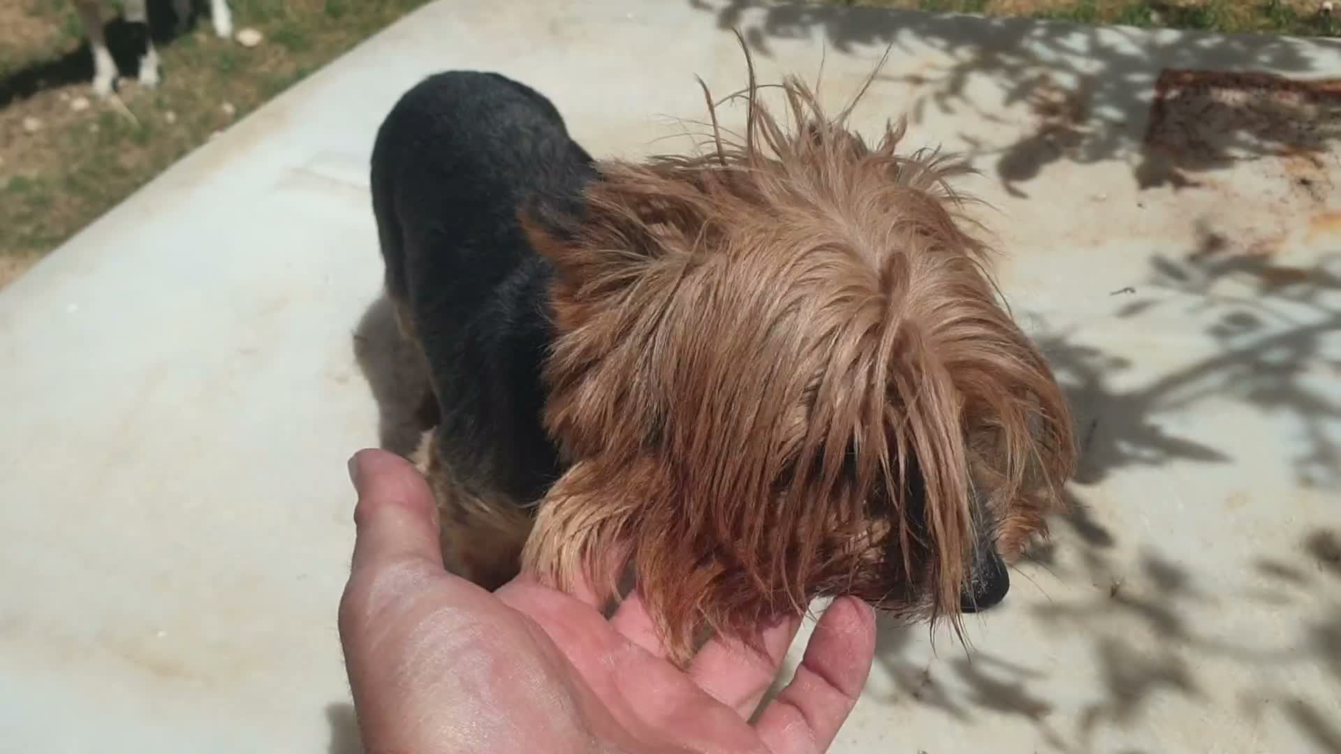 Biewer Yorkshire Terrier a la Pom Pon perros en venta: Biewer yorkshire y golden adultos con pedigree - Video 4