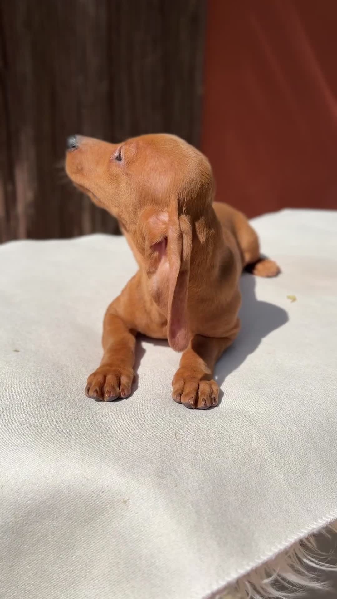 Teckel Miniatura perros en venta: Teckel red macho miniatura  - Video 1