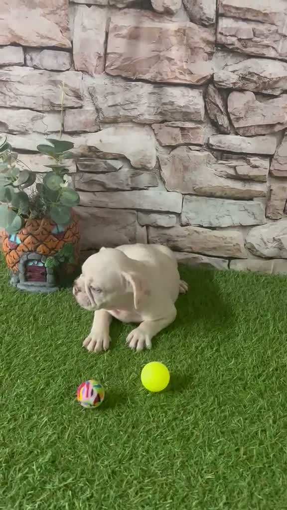 Bulldog Francés perros en venta: EXÓTICOS BULLDOG FRANCES PLATINUM - Video 1