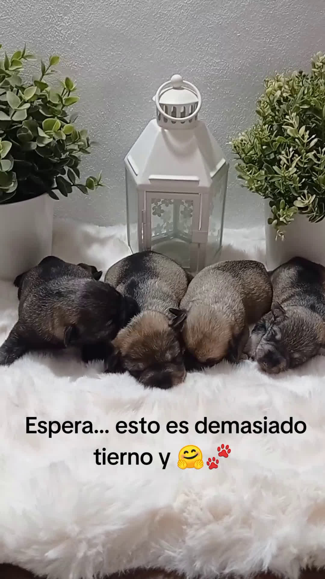 Schnauzer Miniatura perros en venta: Schnauzer miniatura sal y pimienta 😍🐾❤️ - Video 2