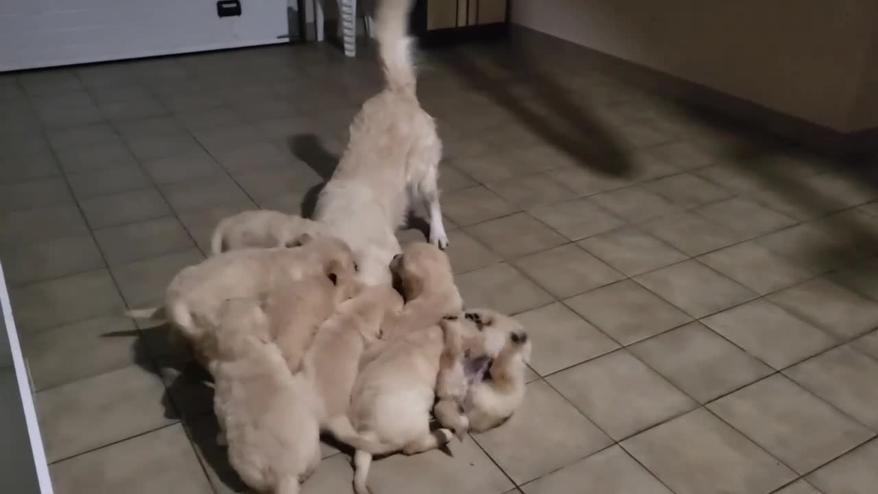 Golden Retriever perros en venta: Golden retriever - Video 3