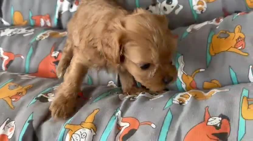 Cavapoo perros en venta: Camada de cavapoo nacionales. - Video 3