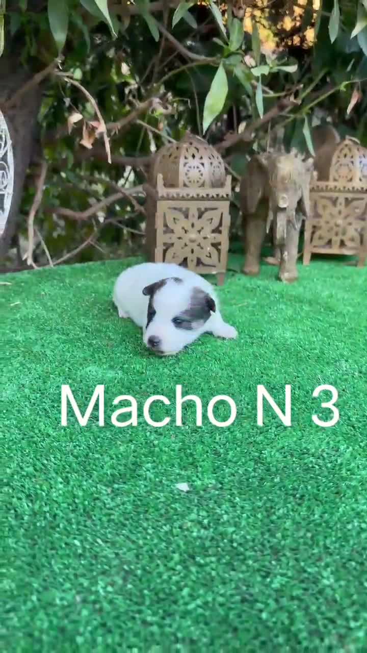 Jack Russell Terrier perros en venta: Jack Russell preciosos cachorros disponibles  - Video 3
