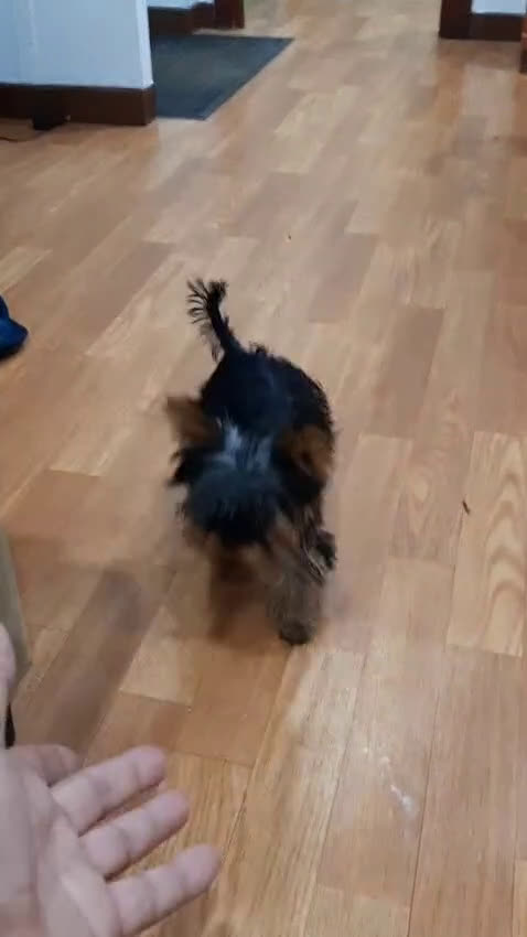 Yorkshire Terrier perros en venta: Yorkshire miniatura  - Video 1