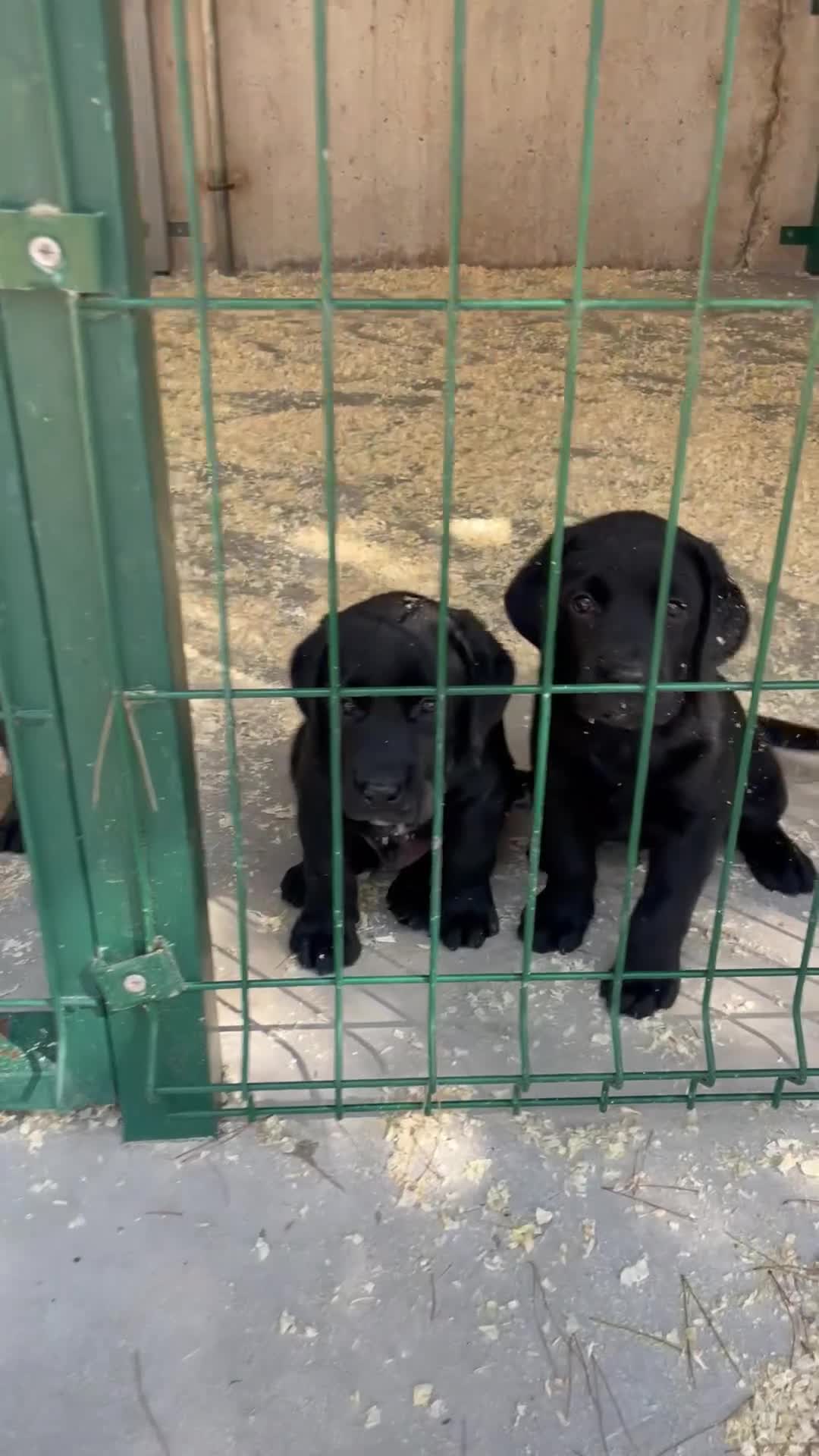 Labrador Retriever perros en venta: Cachorros de labrador negro con pedigree  - Video 1