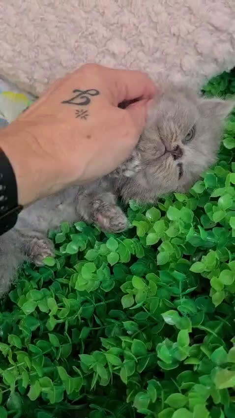 Británico de Pelo Largo gatos en venta: Brithis Blues pelo largo  - Video 1