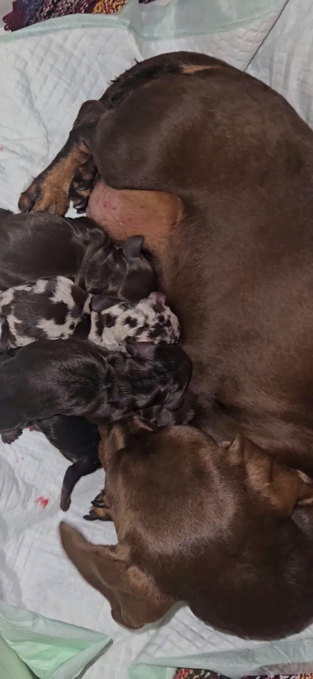 Teckel perros en venta: Teckel miniatura  - Video 1