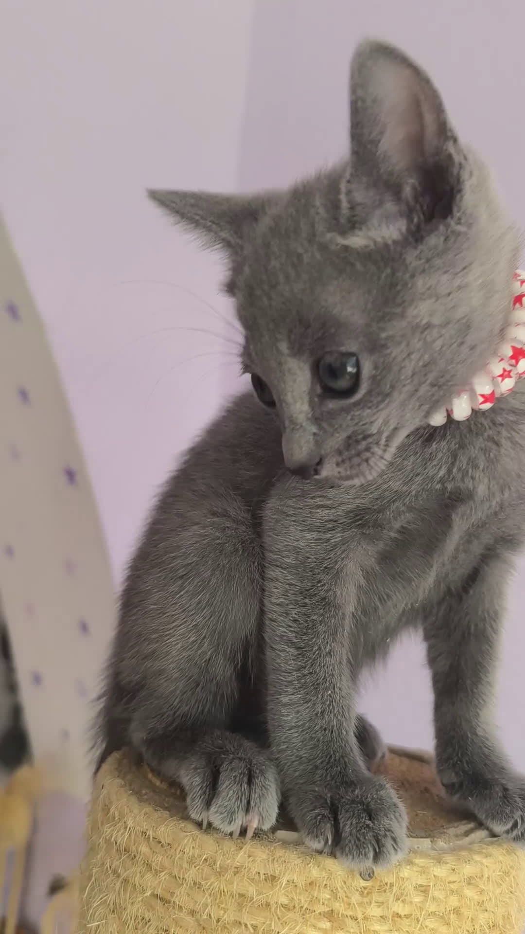 Azul Ruso gatos en venta: Azul ruso con pedigri  - Video 1