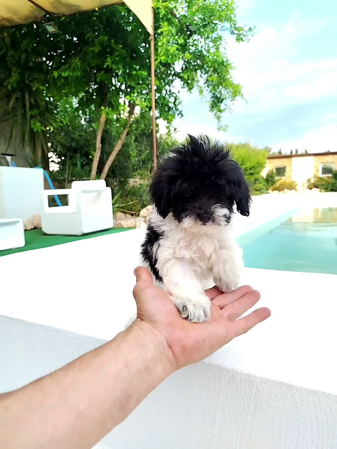 Maltipoo perros en venta: Maltipoo toy  - Video 1