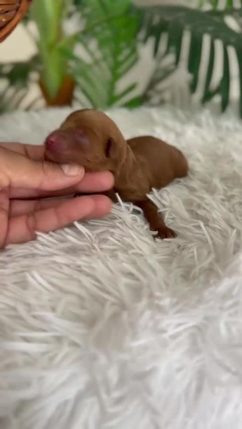 Maltipoo perros en venta: MALTIPO ROJO MACHO - Video 2