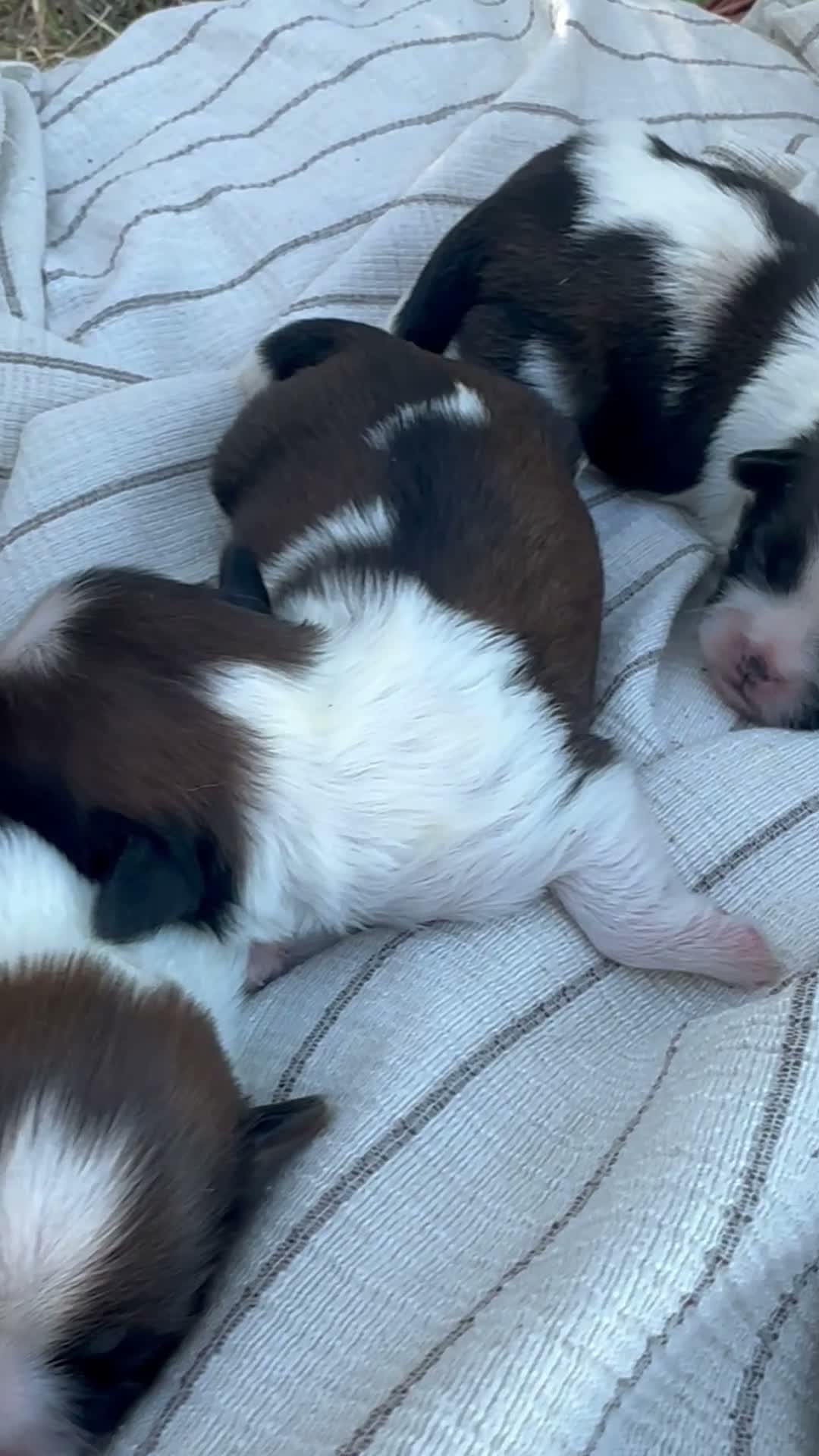 Shih Tzu perros en venta: 🐾 SHIH TZU DISPONIBLE | PELUDETES SALAMANCA 🐾 - Video 1