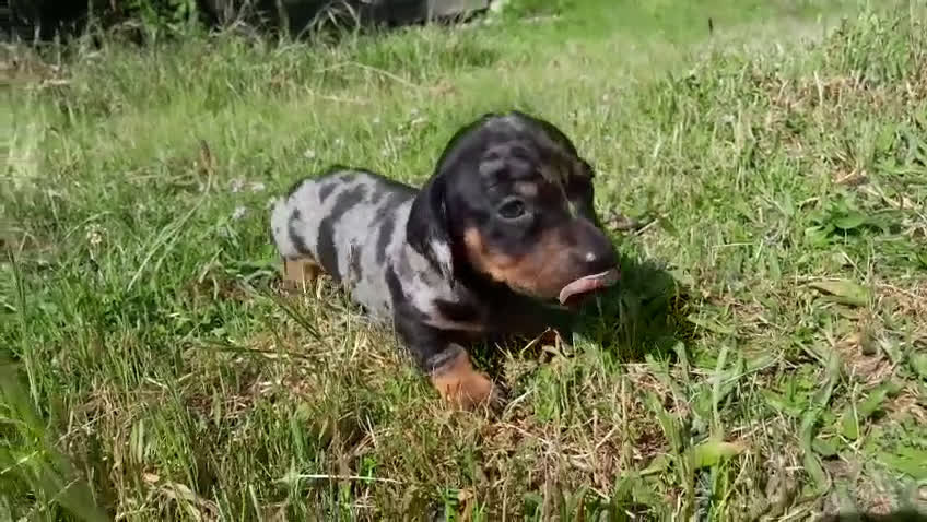 Teckel perros en venta: Camada cachorros raza Teckel  - Video 5