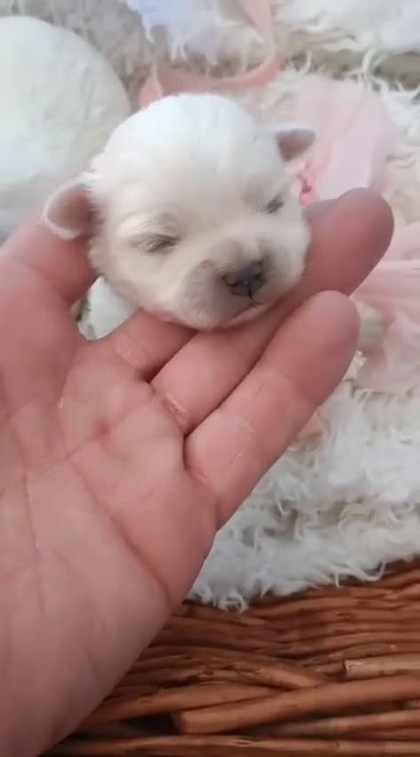 Bichón Maltés perros en venta: BICHON MALTES - Video 1