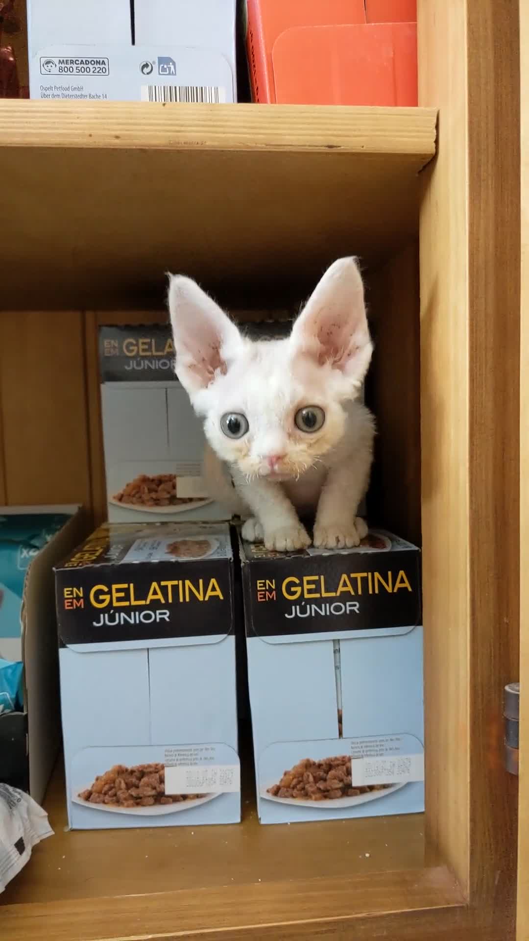 Devon Rex gatos en venta: Preciosos ejemplares de Devon Rex - Video 4