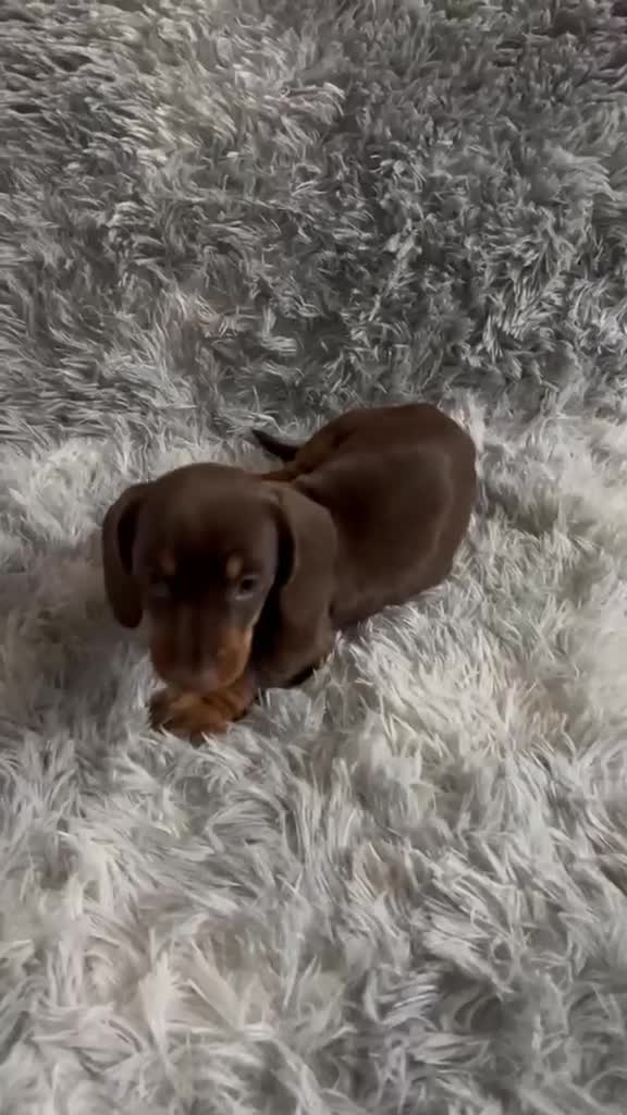 Teckel Miniatura perros en venta: TECKEL MINI CHOCOLATE - Video 1