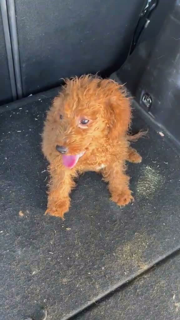 Caniche Enano perros en venta: CANICHE ENANO ROJO(Macho) - Video 1