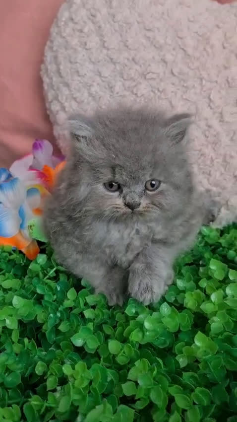 Británico de Pelo Largo gatos en venta: Brithis Blues pelo largo  - Video 2