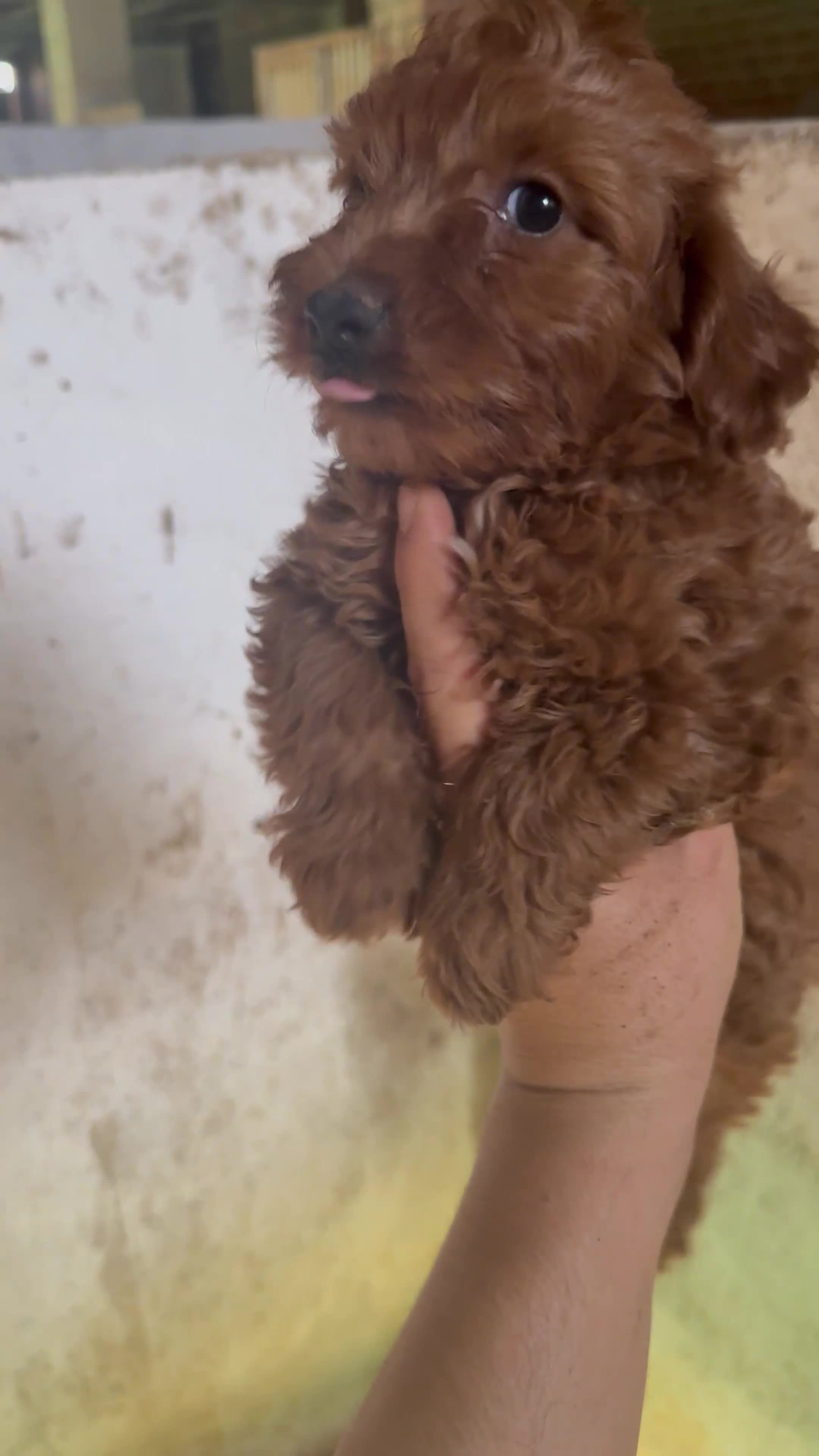 Caniche Enano perros en venta: Caniches rojos  - Video 1