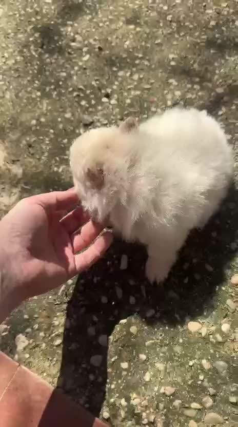 Pomerania perros en venta: Disponible 3 machitos POMERANIA - Video 3