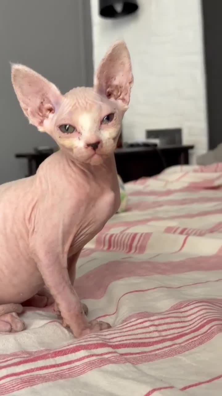 Sphynx gatos en venta: Gatito macho sphynx  - Video 1