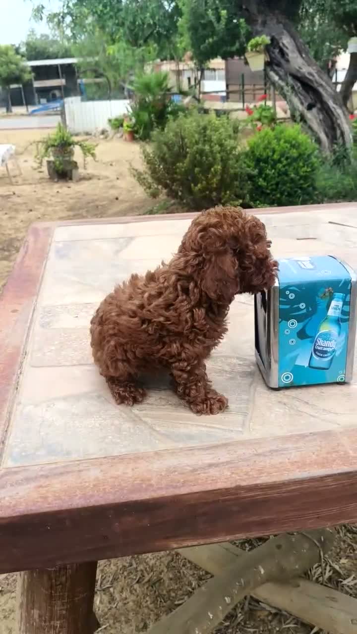 Caniche Toy perros en venta: Caniches Toy  en Sevilla - Video 1