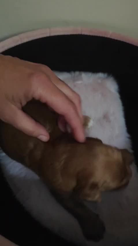 Caniche Toy perros en venta: Caniche toy - Video 3