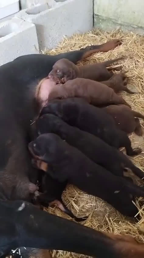 Dobermann perros en venta: Doberman  en Sevilla - Video 5