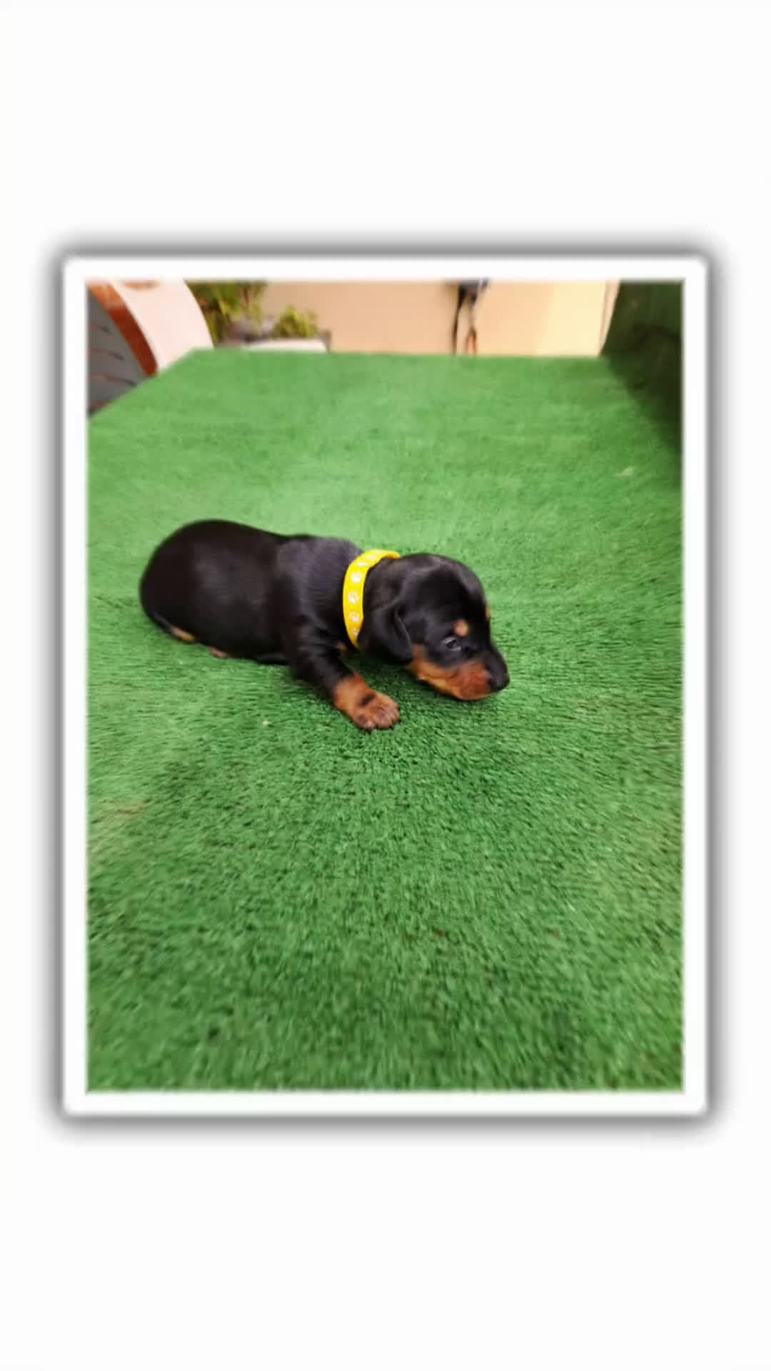 Teckel Miniatura perros en venta: Teckel Miniatura  - Video 1