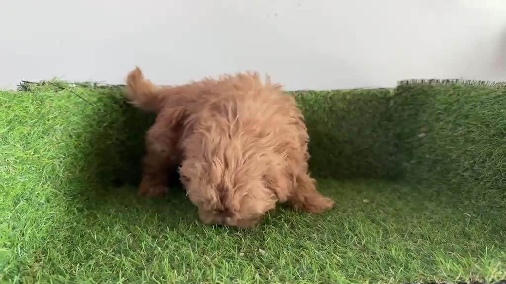 Maltipoo perros en venta: Malipoo - Video 1