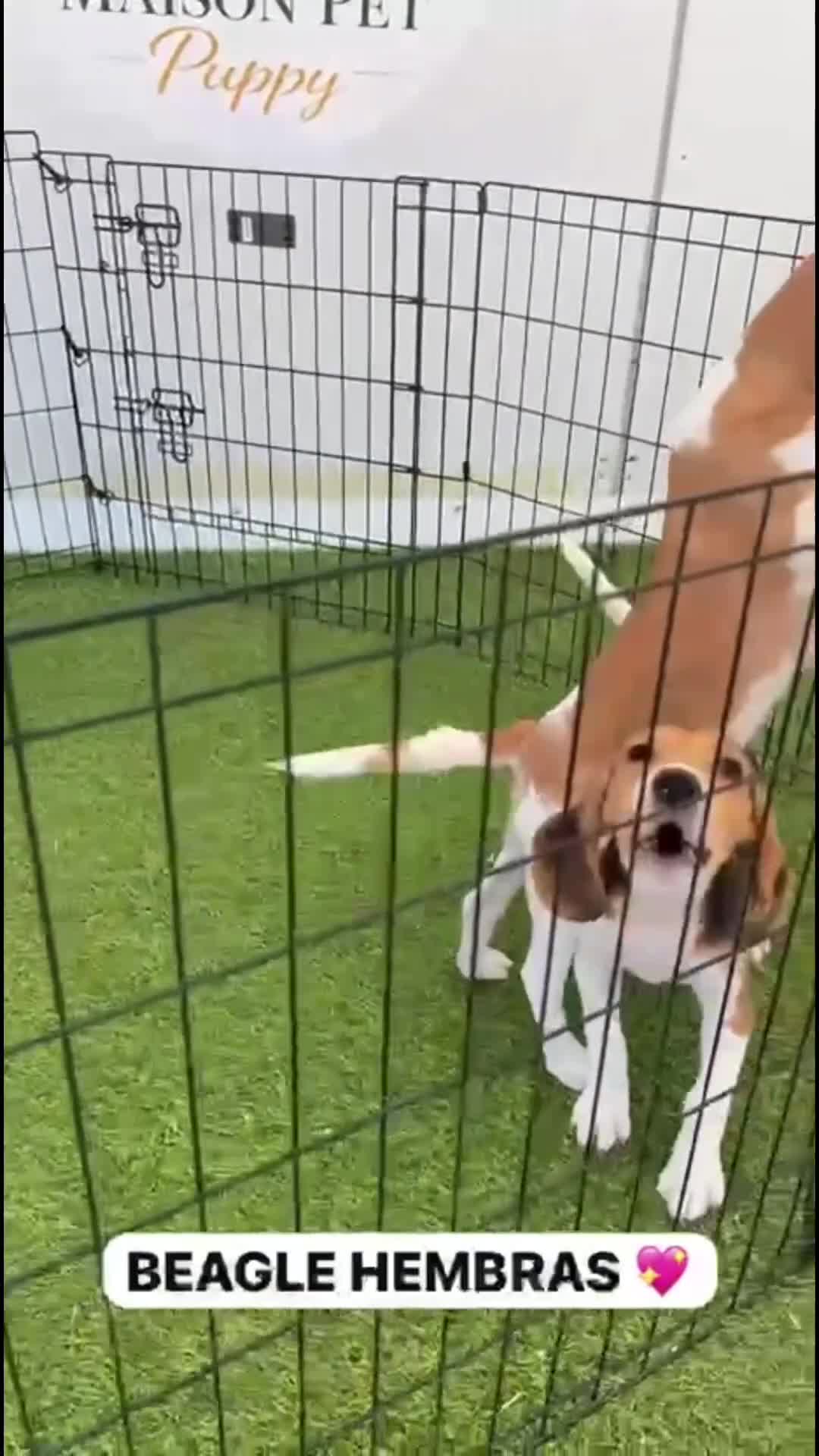 Beagle perros en venta: CACHORRAS DE BEAGLE BICOLOR Y TRICOLOR - Video 1