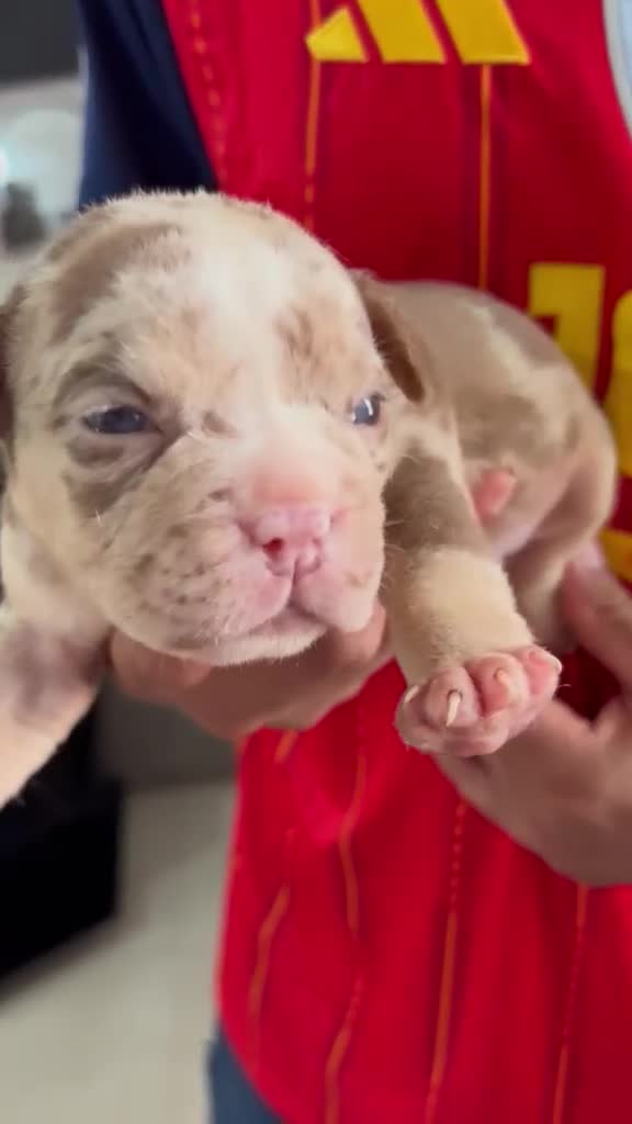 American Bully perros en venta: American Bully pocket  - Video 1