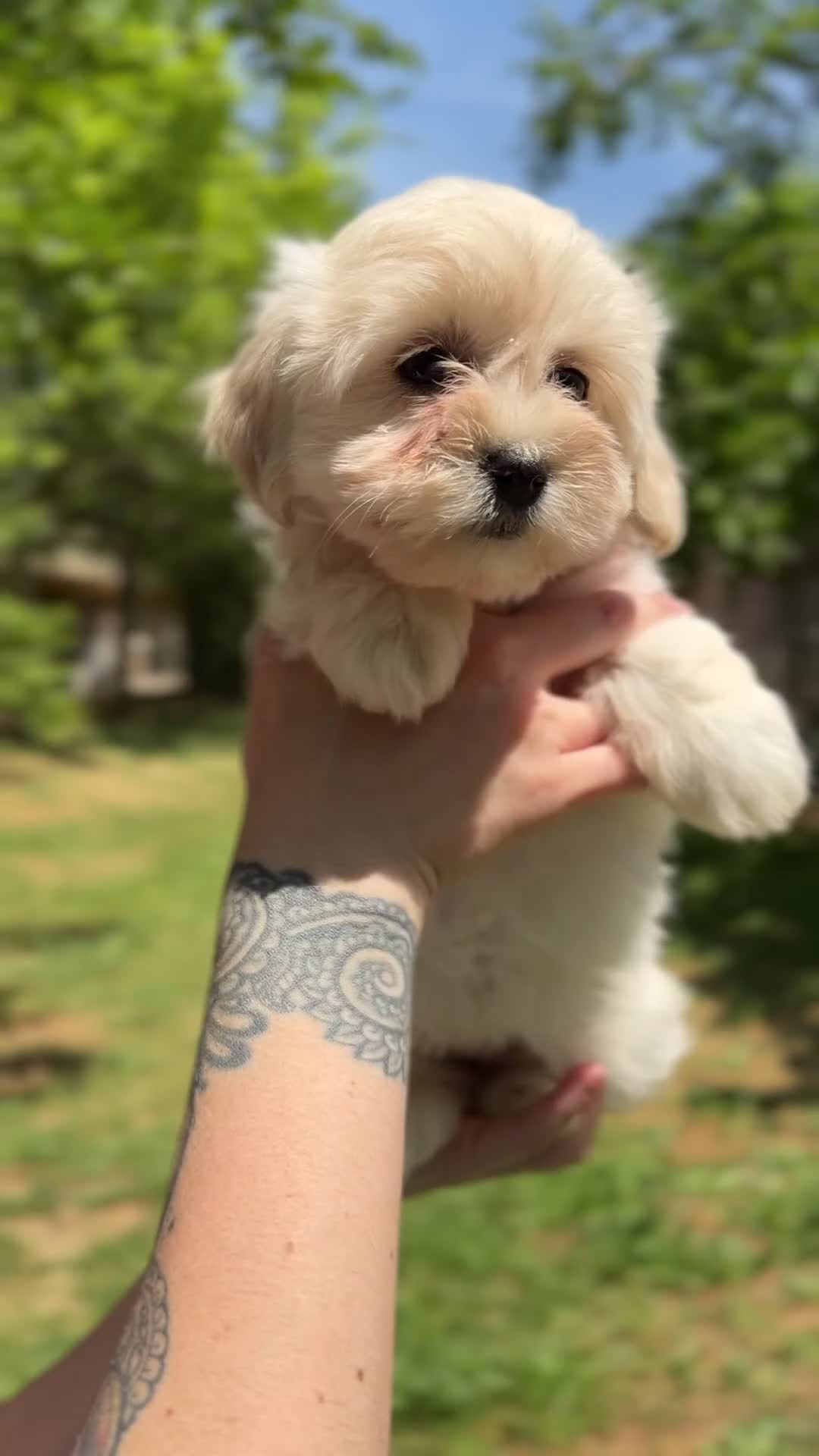 Bichón Maltés perros en venta: Bichón maltés hembra  - Video 1