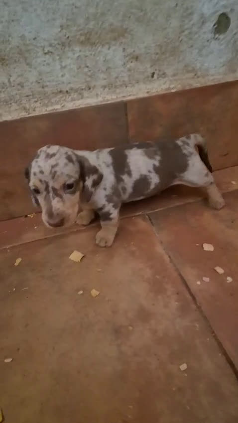Teckel Miniatura perros en venta: Camada teckel chocolate y arlequín chocolate  - Video 5